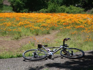 おかばる花公園