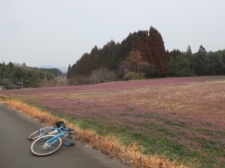 ホトケノザの咲く田んぼ